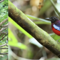 Tourism Malaysia Takes Flight at Global BirdFair 2026